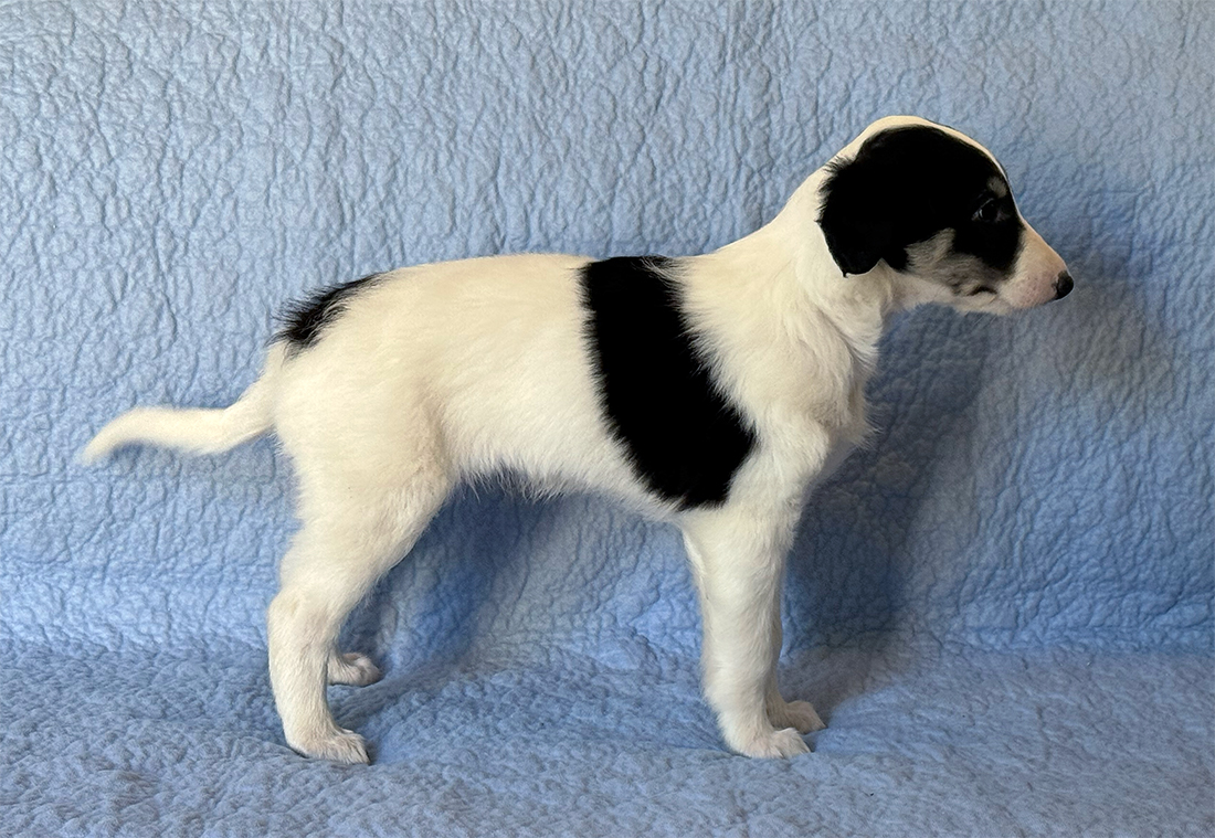 6 weeks - Presto right